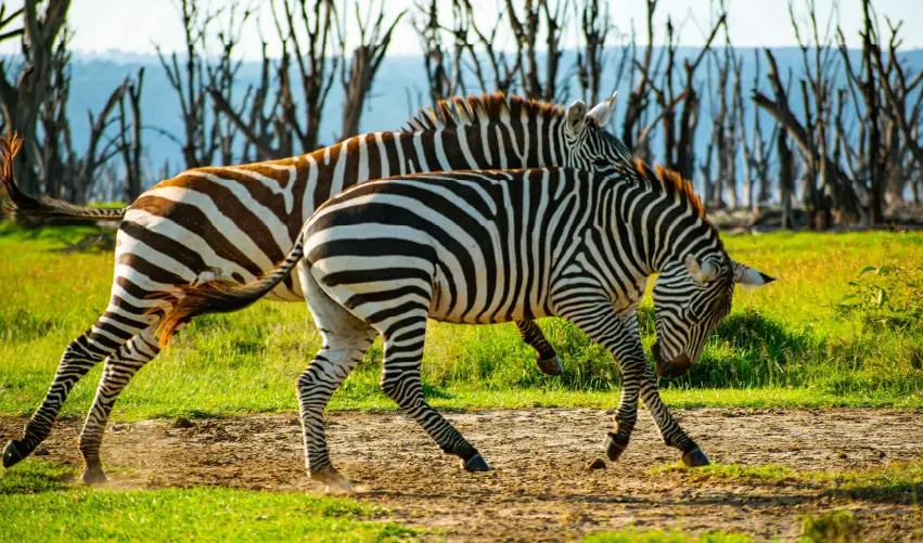 Viaje safari-keniano-superior  desde Cuernavaca