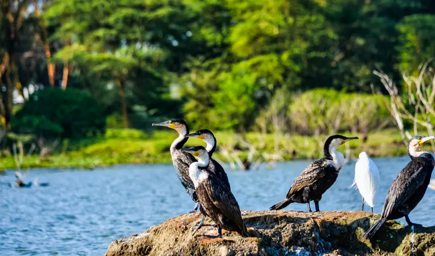 VIAJE SAFARI KENIANO SOLIO   DESDE PUEBLA