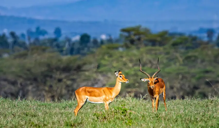 Viaje safari-keniano-clasico  desde Cuernavaca