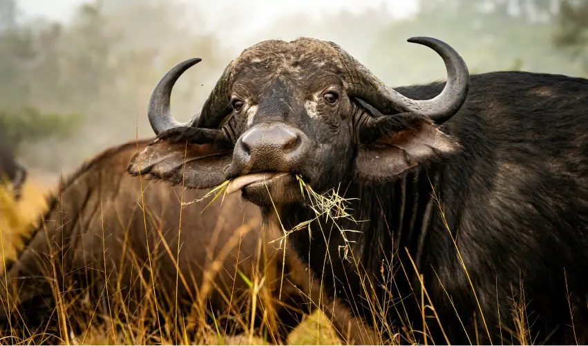 Viaje ruta-gran-africa-del-sur  desde Veracruz