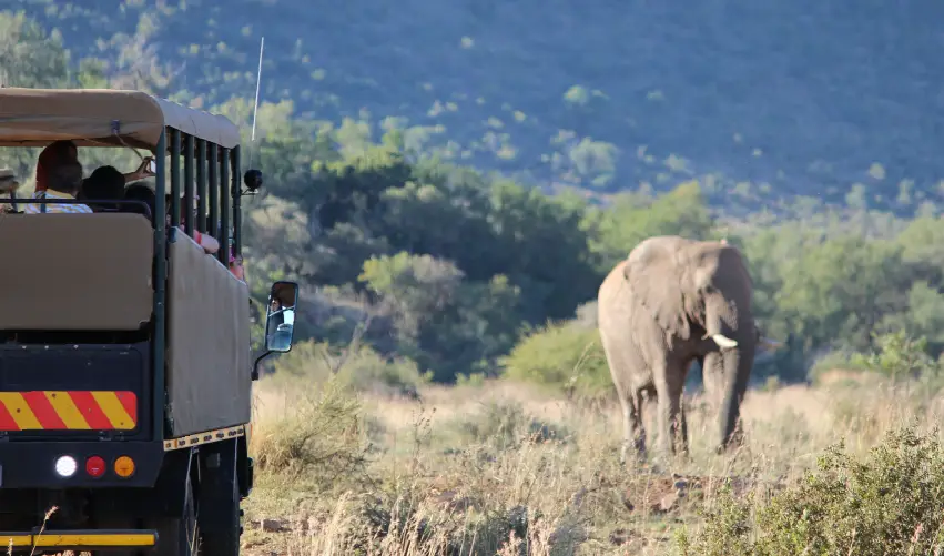 Viaje safari-en-pilanesberg  desde Cuernavaca