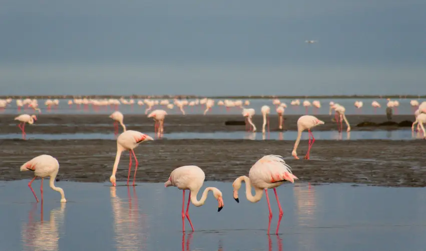 Viaje escenas-silvestres-en-namibia  desde Cuernavaca
