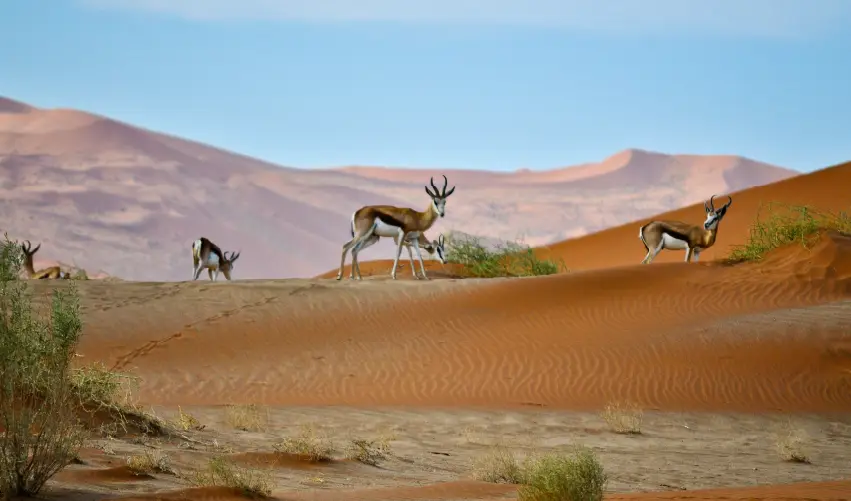 VIAJE NAMIBIA ESENCIAL  DESDE PUEBLA