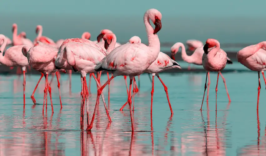 VIAJE SPA, TOUR Y SAFARI NAISULA CLÁSICO  DESDE PUEBLA