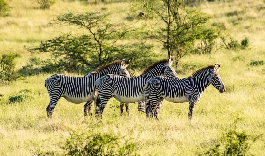 Viaje spa-tour-y-safari-naisula-clasico  desde Cuernavaca