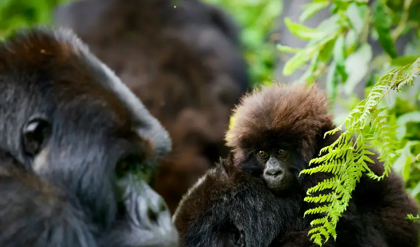 VIAJE SAFARI DE PRIMATES EN LA SELVA RUANDESA  DESDE CANCÚN