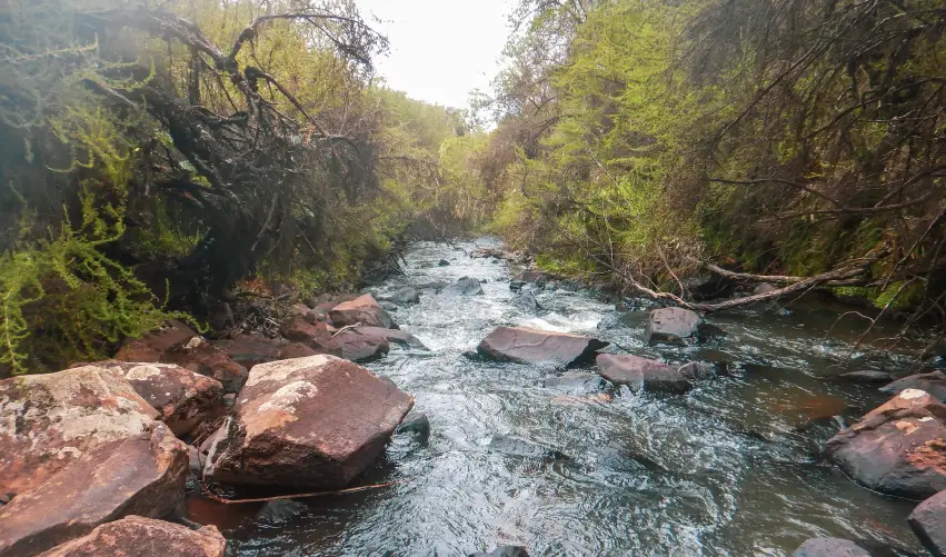 Viaje expedicion-ziwa-clasico  desde Cuernavaca