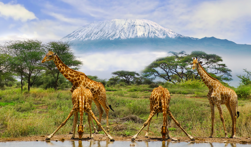 VIAJE SPA, TOUR Y SAFARI CLÁSICO  DESDE PUEBLA