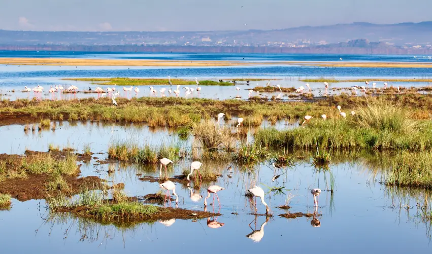 Viaje spa-tour-y-safari-superior  desde Cuernavaca