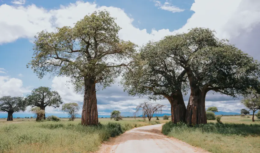 Viaje safari-simba  desde Cuernavaca