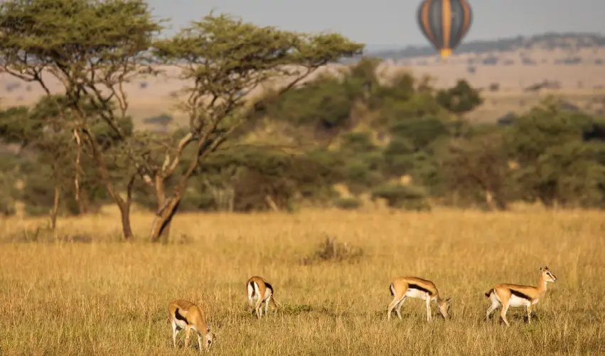 Viaje safari-simba  desde Cuernavaca