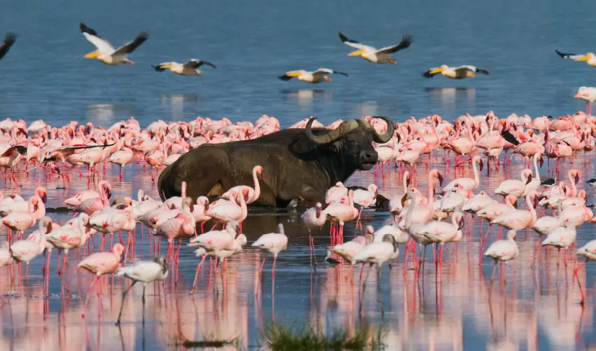 Viaje expedicion-duma-clasico  desde Aguascalientes