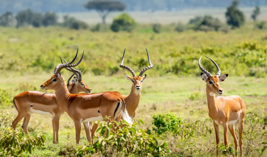 Viaje expedicion-madoasoa-clasico  desde Aguascalientes