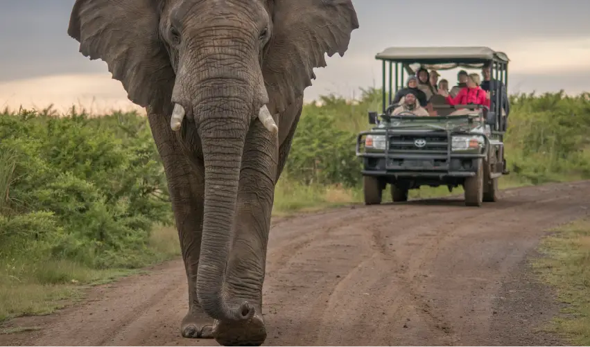 Viaje safari-maridadi-superior  desde Cuernavaca