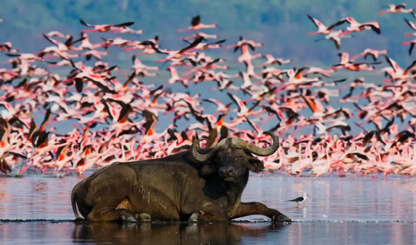 VIAJE SAFARI MARIDADI SUPERIOR  DESDE PUEBLA