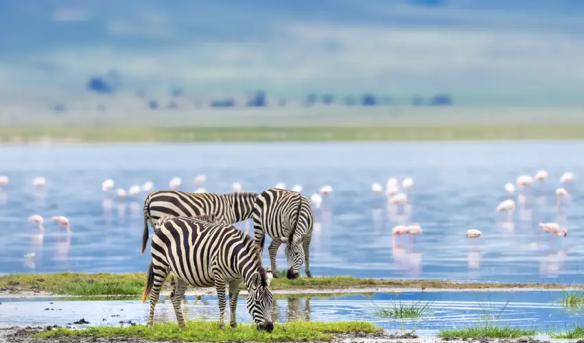 Viaje safari-serena  desde Cuernavaca