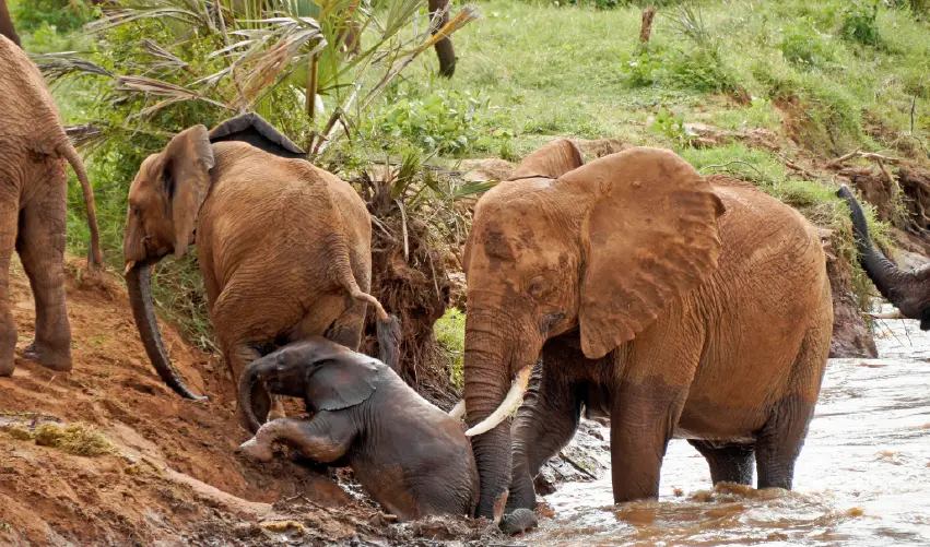 Viaje spa-tour-y-safari-naisula-superior  desde Chihuahua