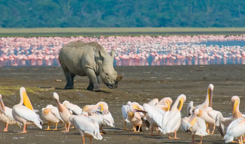 Viaje spa-tour-y-safari-naisula-superior  desde Chihuahua