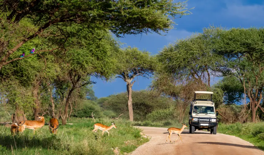 Viaje safari-simba-con-arusha  desde Cuernavaca