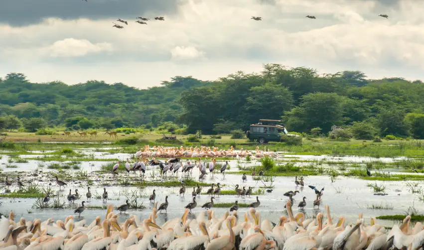 Viaje safari-serena-con-arusha  desde Cuernavaca