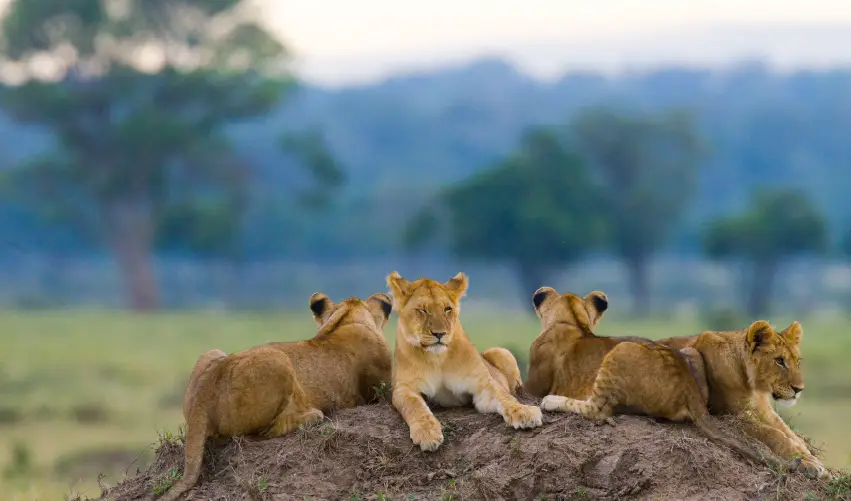 Viaje safari-tanganica-salvaje-con-arusha  desde Cuernavaca