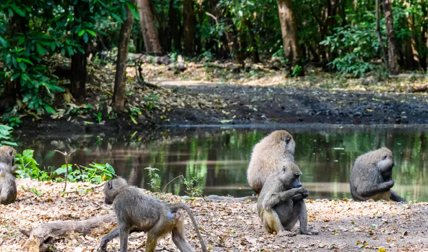 Viaje safari-simba-con-arusha-y-lago-manyara  desde Cuernavaca