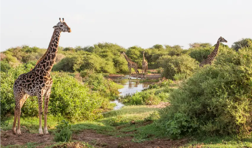 Viaje safari-serena-con-arusha-y-tarangire  desde Cuernavaca