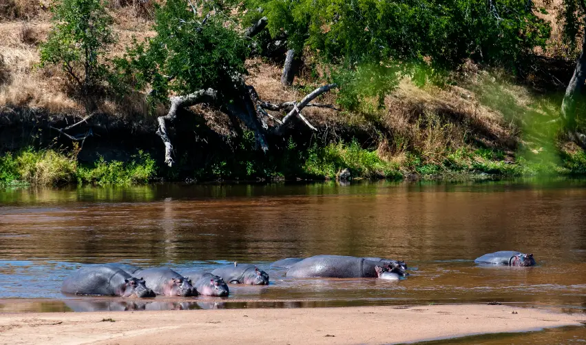 VIAJE SAFARI NYOKA CLÁSICO  DESDE CUERNAVACA