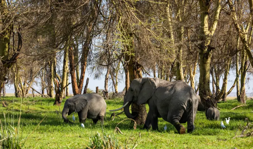Viaje safari-nyoka-superior  desde Cuernavaca