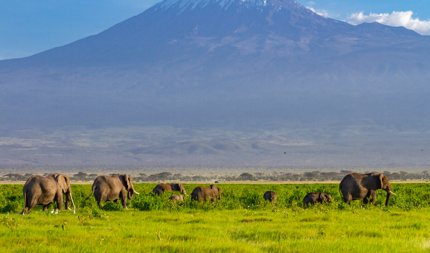 Viaje safari-ndovu-superior  desde Cuernavaca