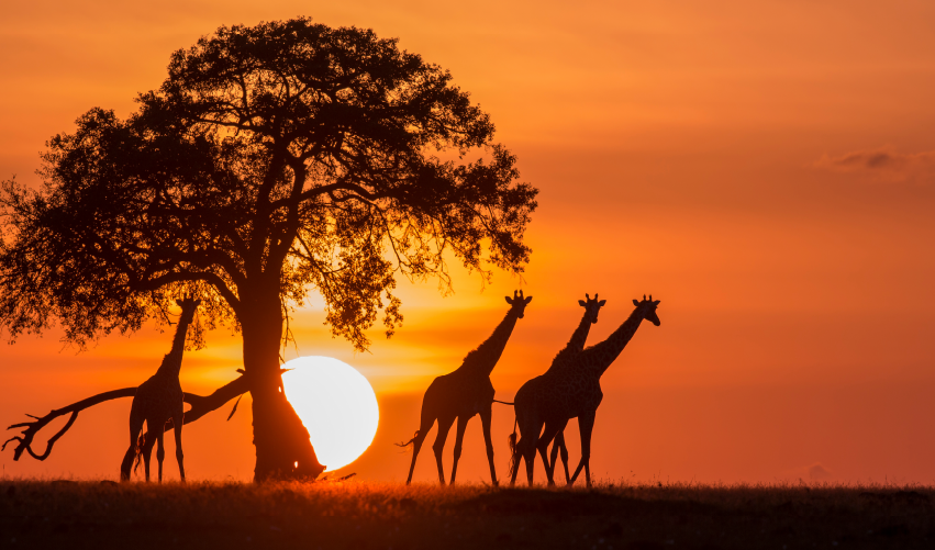 Viaje safari-karibu  desde Cuernavaca