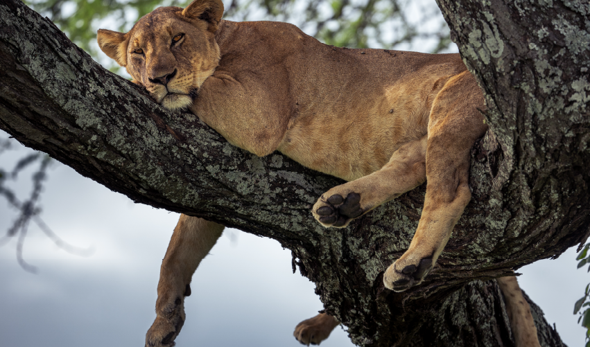 VIAJE SAFARI BORA  DESDE AGUASCALIENTES