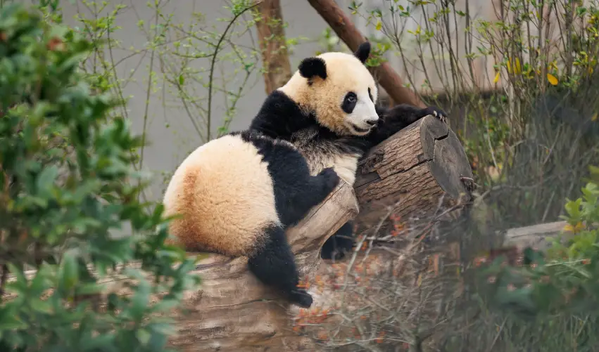 Viaje china-y-el-oso-panda-solo-terrestre  desde Mérida