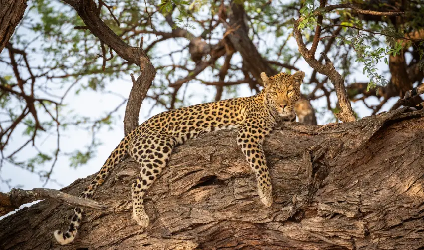 Viaje extencion-cataratas-de-victoria-y-chobe 