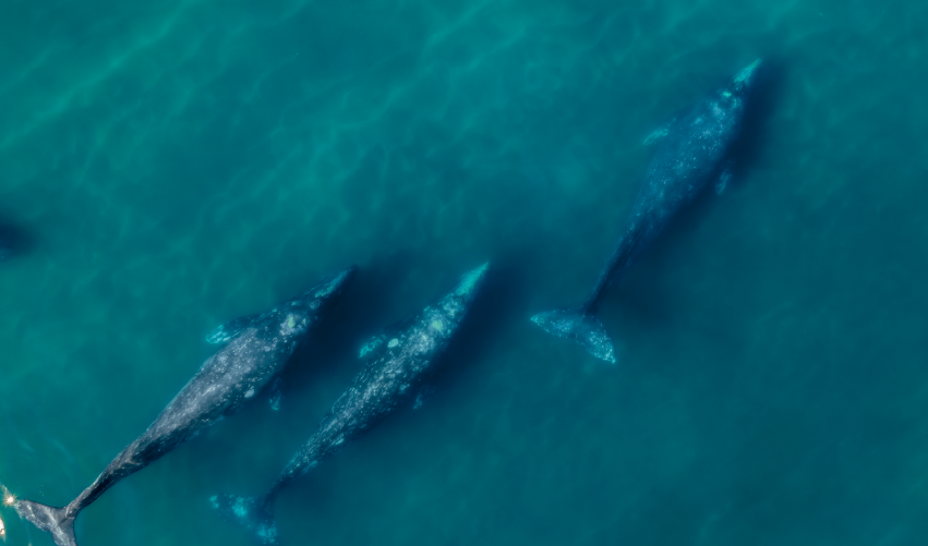VIAJE LA PAZ Y BALLENAS UN VIAJE INOLVIDABLE  DESDE VERACRUZ