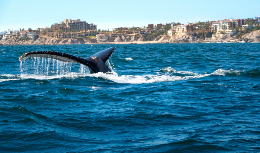 VIAJE CABO ALL INCLUSIVE: EL REINO DE LAS BALLENAS DESDE VERACRUZ