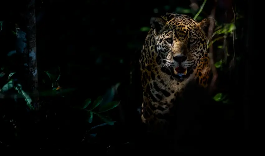 Viaje brasil-rio-pantanal-5527  desde Colima